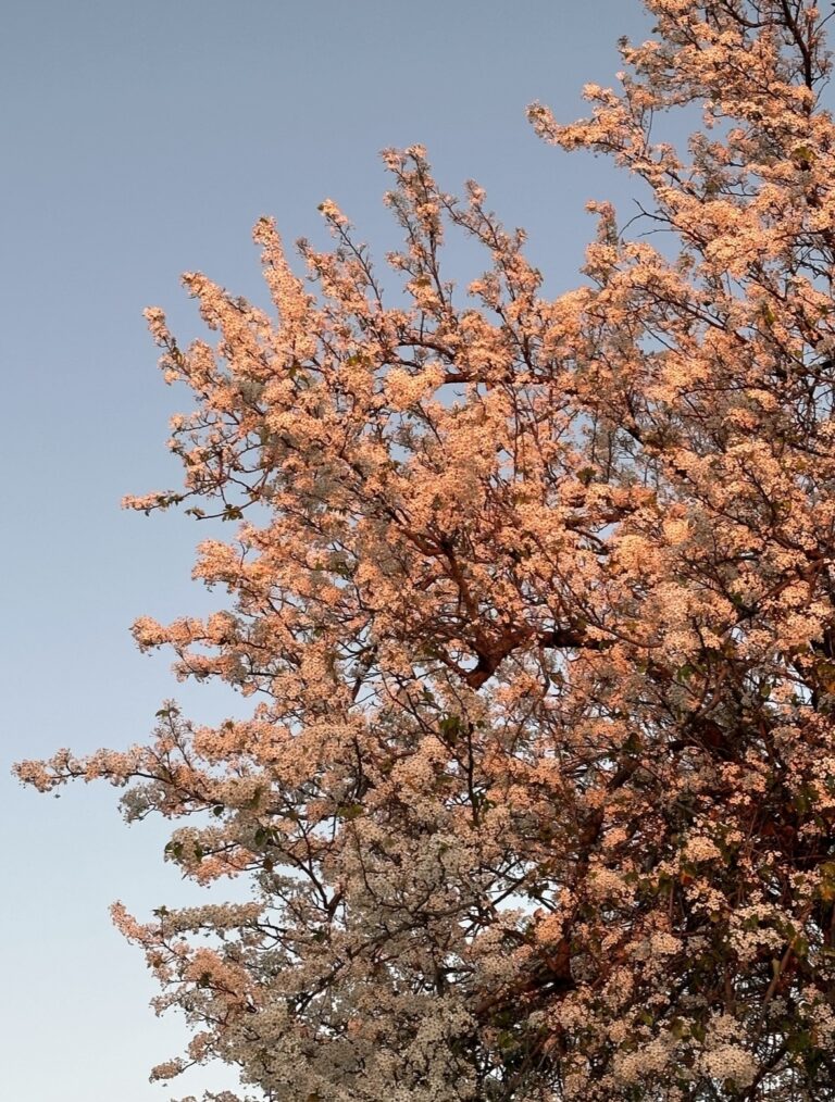 Golden Hour Blossom